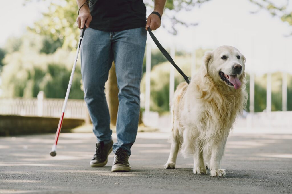 A man with visual impairment walks outdoors on a path, guided by his Golden Retriever service dog on a leash. He is also holding a white cane with a red tip.